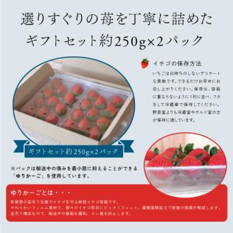 MI-01　【希少品種・鳥取県限定ブランド】とっておき苺（約500g）【2025年1月以降発送】