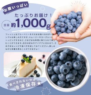 MS-32新鮮生ブルーベリー１ｋｇ（７月採れ）