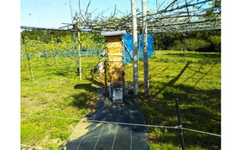 MS-82　大山町産プレミアムはちみつ「日本蜜蜂のはちみつ」（290g×2本）