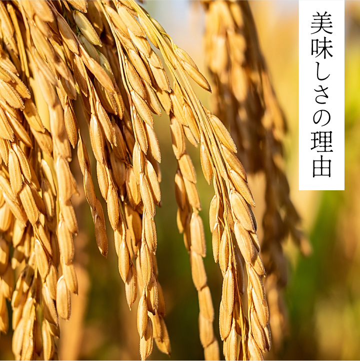 【先行予約】KT-04 大山のこしひかり５kg定期便3回コース【令和8年10月以降発送】