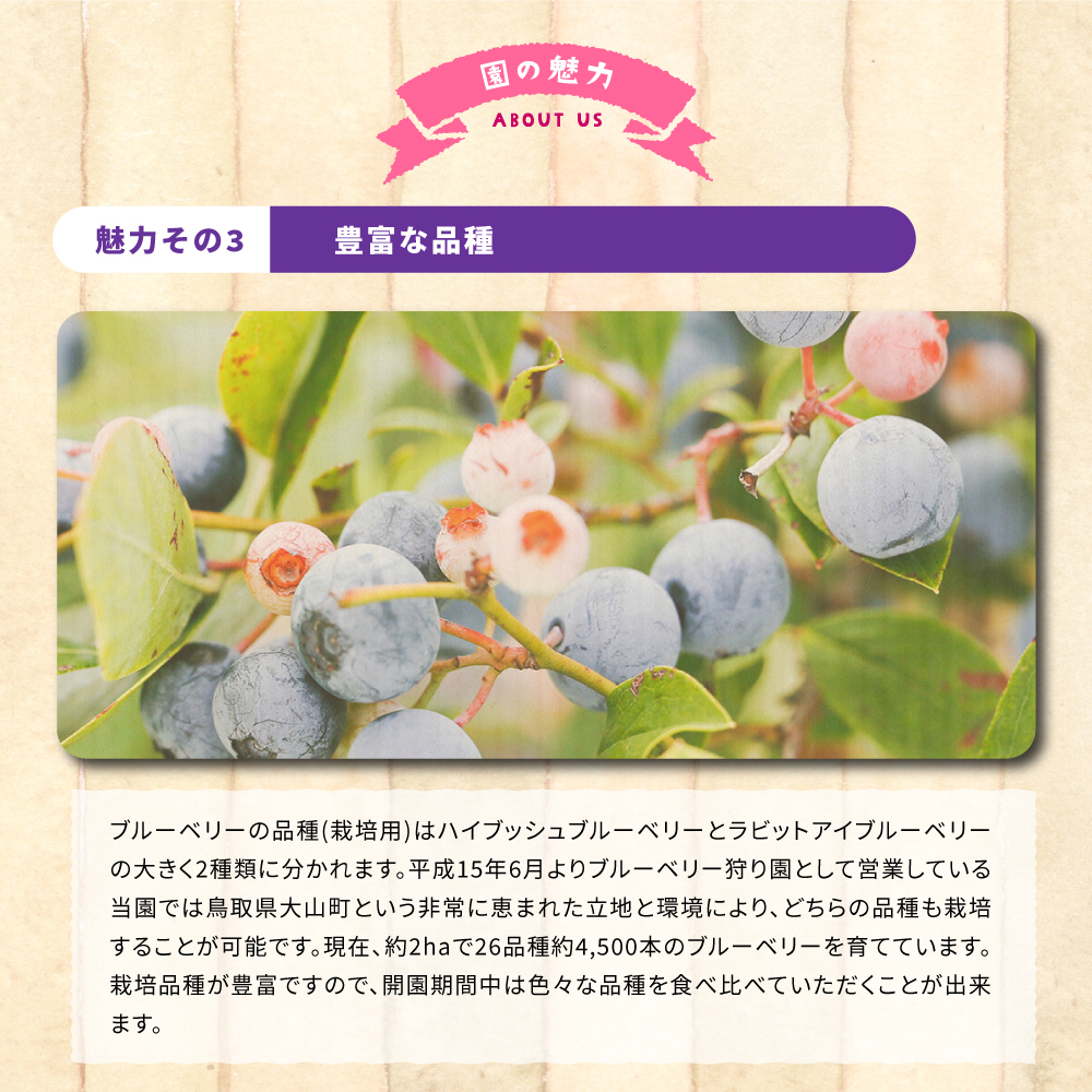 KB-01　【期間限定】大山のめぐみ摘みたてブルーベリー　1250ｇ