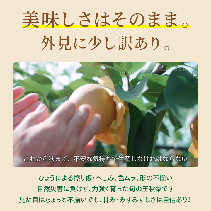 DS-27【訳あり梨】「ひょう」の被害を受けても力強く育つ王秋梨