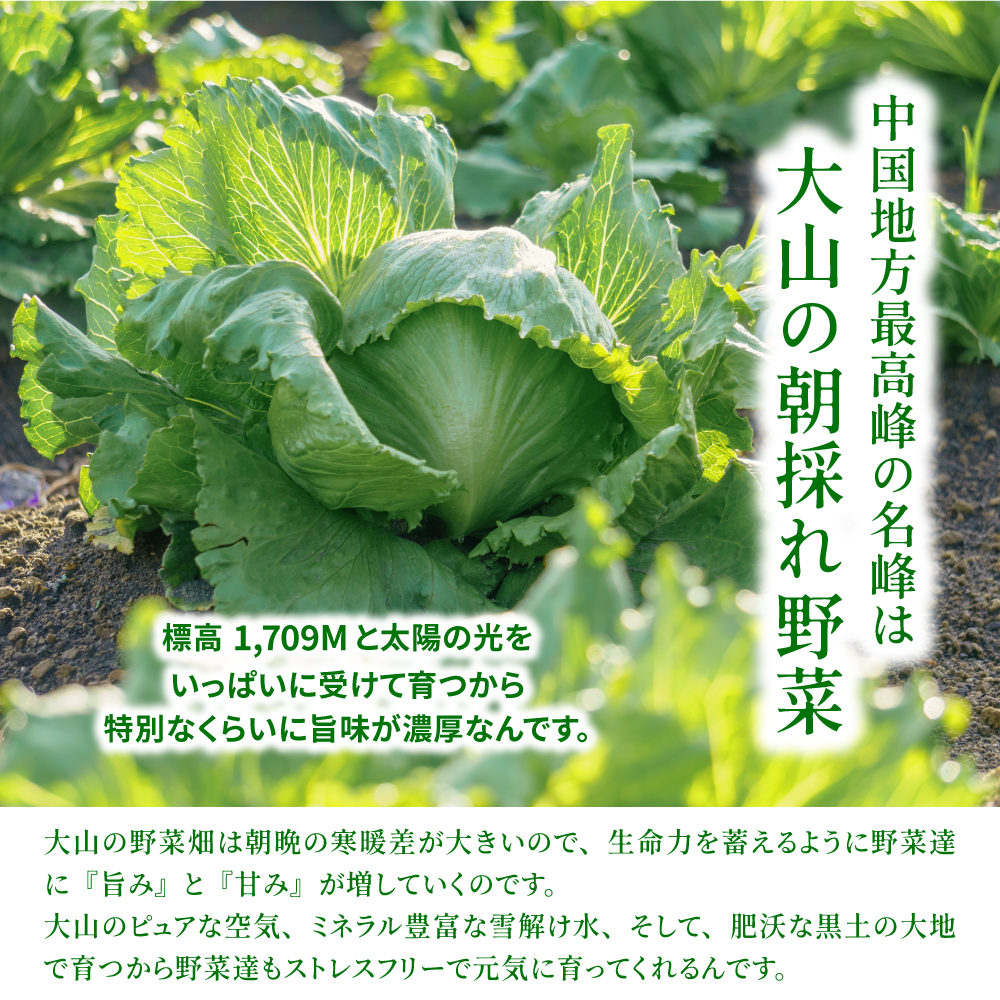 MS-03新鮮朝採れ野菜　お手頃セット頒布会（計3回）