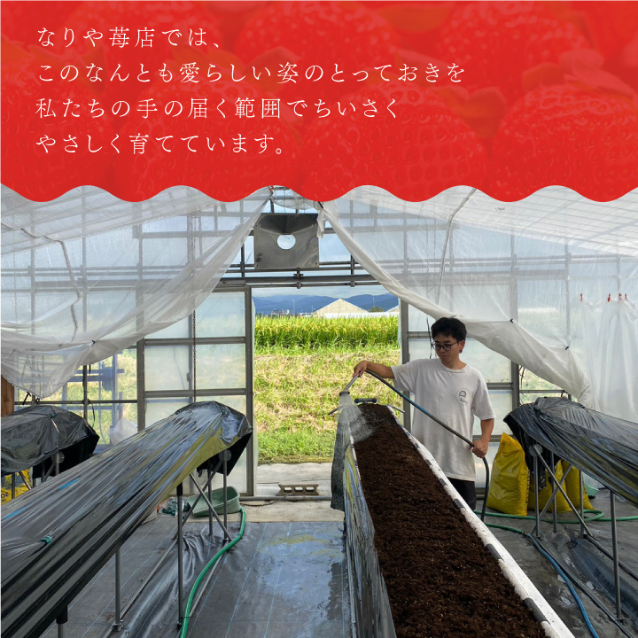 MI-03　とっておき苺【約200g×4パック】