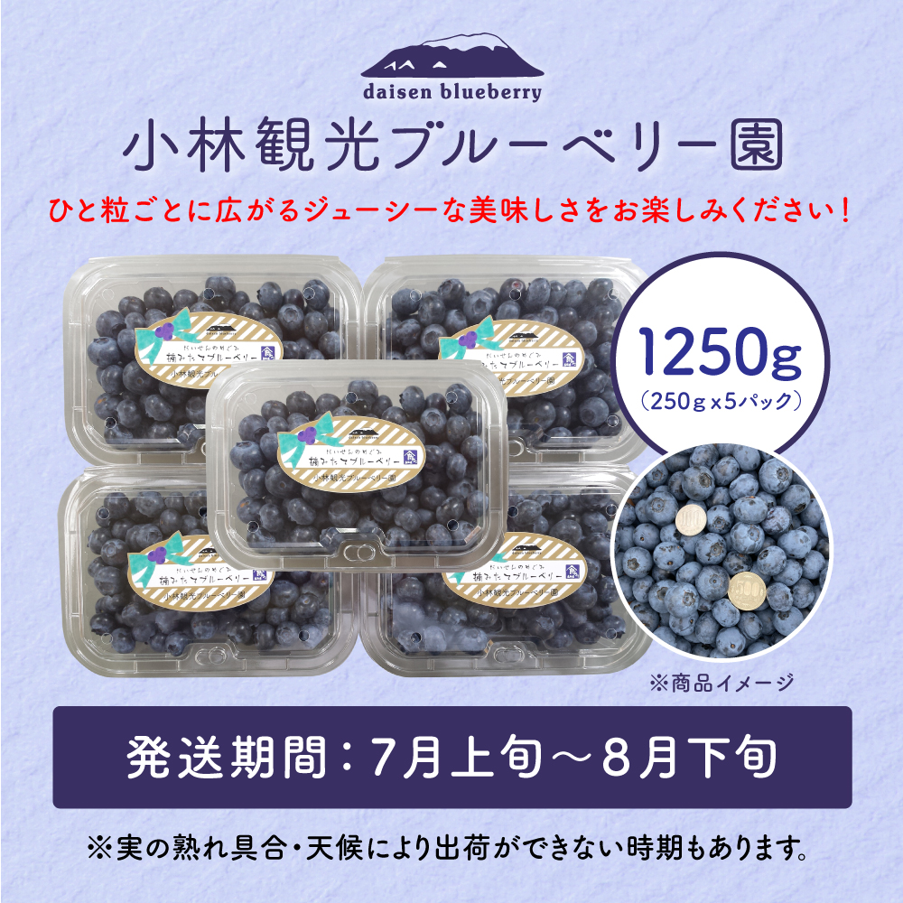 KB-01　【期間限定】大山のめぐみ摘みたてブルーベリー　1250ｇ