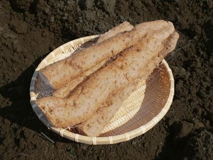 MS-06　大山産自然薯 500g【11月以降出荷】