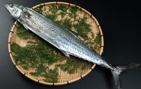 OM-04獲れたて鮮魚　サワラ約２ｋｇ（１匹）