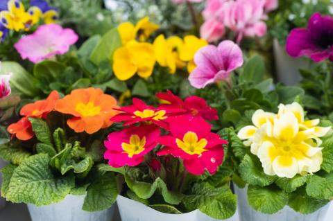 MS-80季節の花の詰め合わせ【10月以降発送】