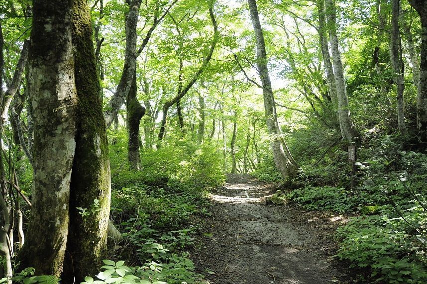 TO-01ブナの森ウオーク（ペアチケット）