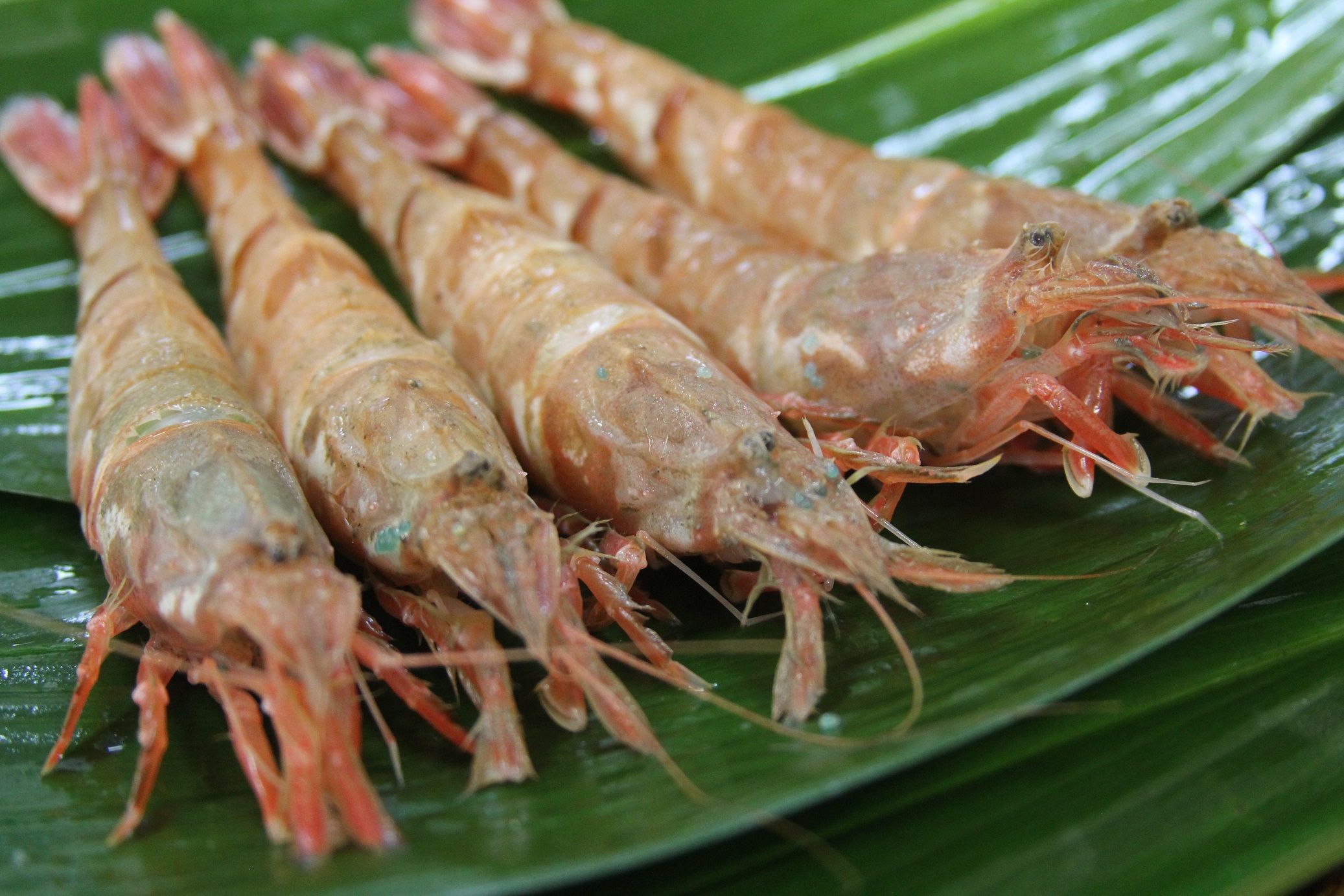 OM-07冷凍猛者エビ（５００ｇ）