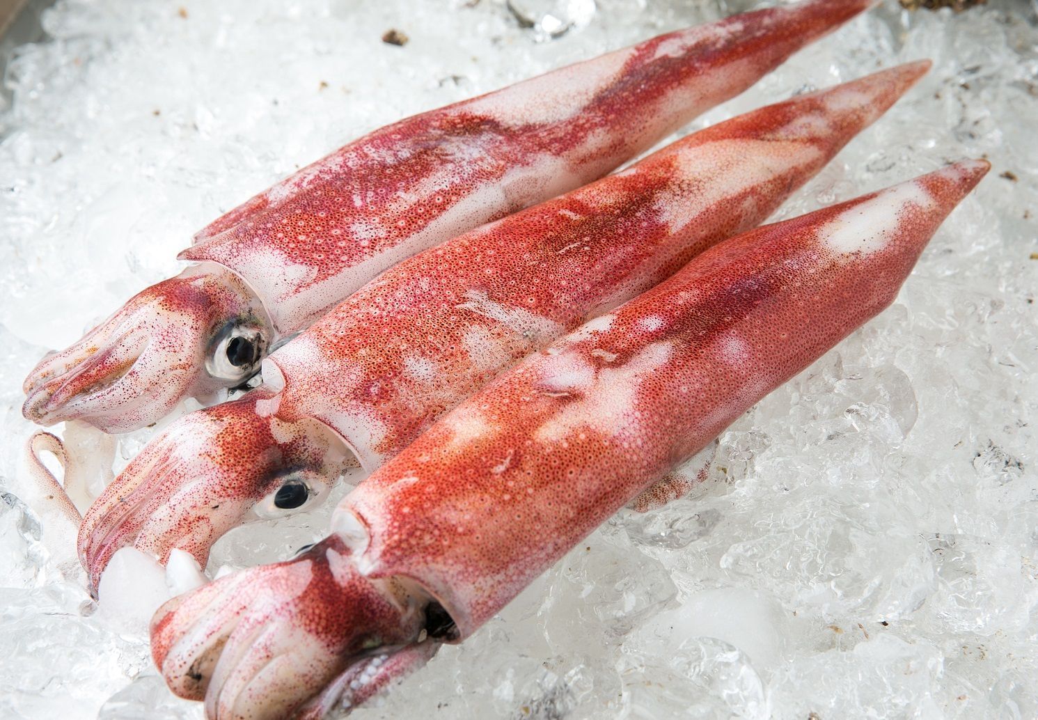 OM-06白イカ３杯セット（冷凍）