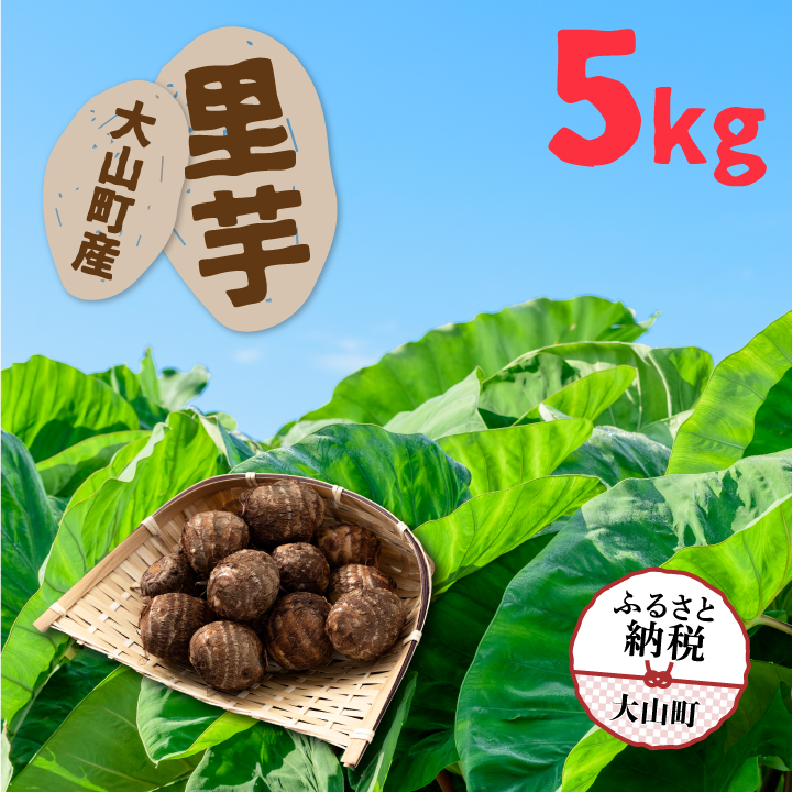TY-02  大山町産里芋5kg