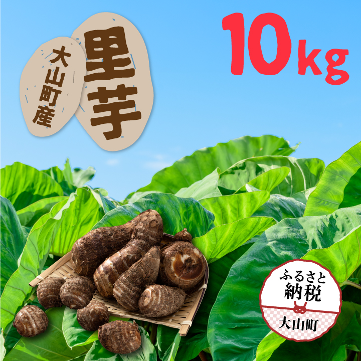TY-03  大山町産里芋10kg
