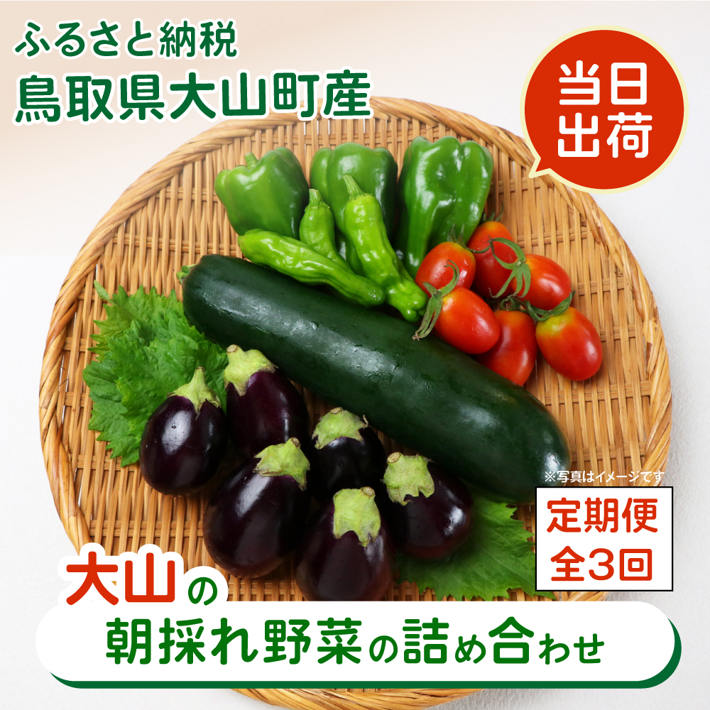 MS-03新鮮朝採れ野菜　お手頃セット頒布会（計3回）