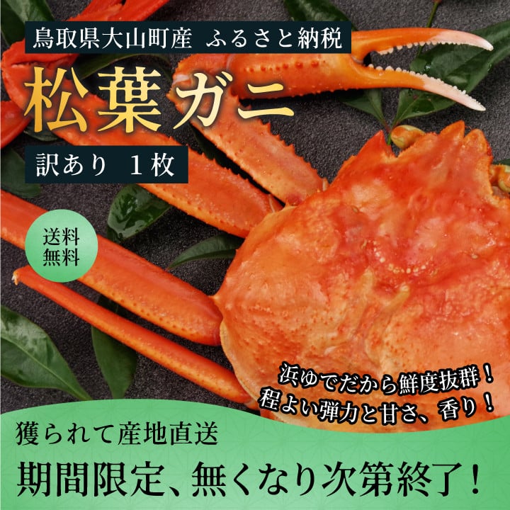 OM-31　訳あり足1本折れボイル松葉ガニ（600～700gを1枚）【土日到着限定】【11月中旬以降発送】