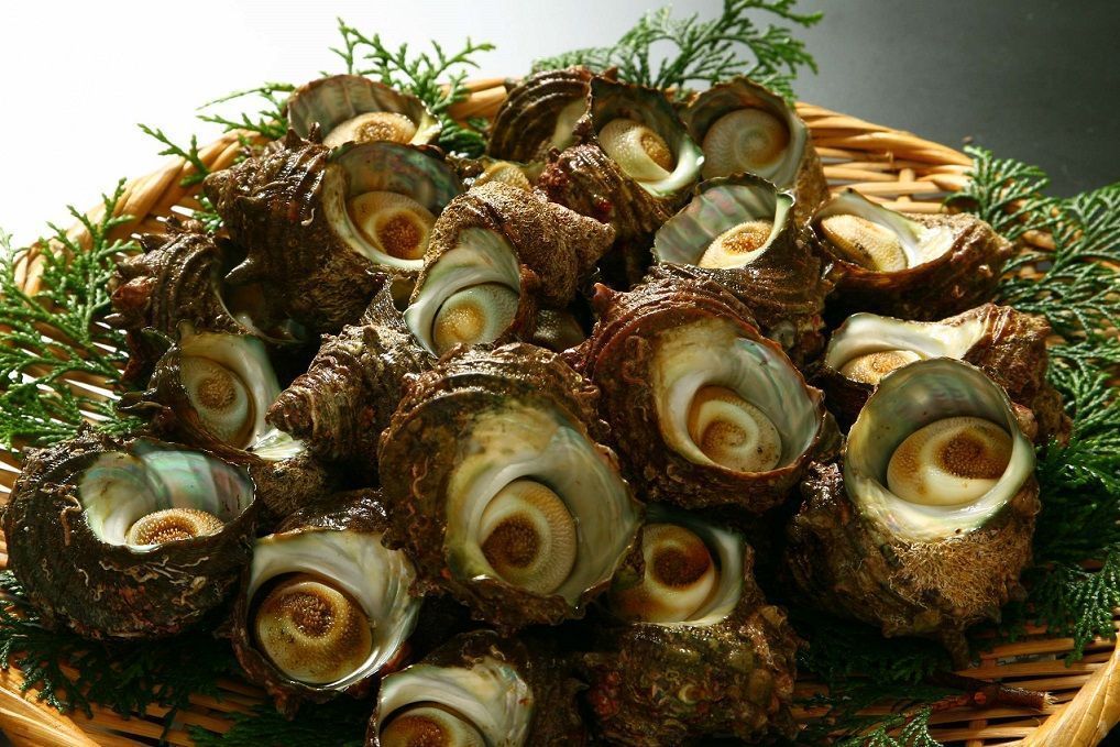 OM-08サザエ約１．５ｋｇ