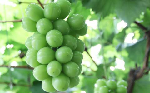 シャインマスカット 約1kg　9月中旬出荷開始予定＜2026年収穫分・数量限定＞【先行予約】