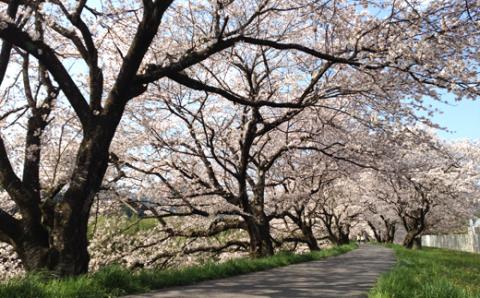 南部町の桜　寄木細工ペンダント