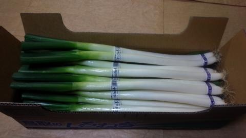 南部町産　白ねぎ（根付き）＜12月出荷開始予定＞