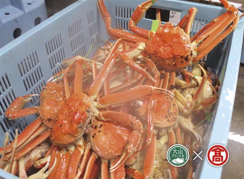 AT11＜お魚センターみくりや＞松葉がに約1ｋｇ×2枚（ボイル）（大山ブランド会）