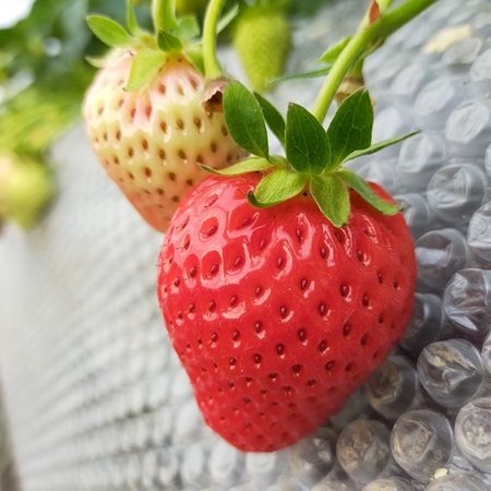 主役はいちご 南部町産いちごジャムの詰め合わせ 3種類各2個ずつ 合計6個 ひろみいちご