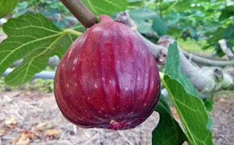 いちじくジャム4個セット