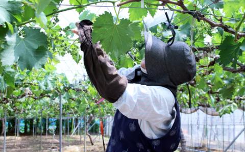 ぶどうの詰め合わせ 約1kg（ピオーネ・シャインマスカット） 9月中旬出荷開始予定 ＜2026年収穫分・数量限定＞【先行予約】