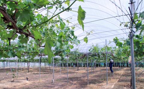 シャインマスカット 約1kg　9月中旬出荷開始予定＜2026年収穫分・数量限定＞【先行予約】