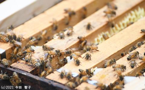 里地・里山のめぐみ［レンゲハチミツ1kg]