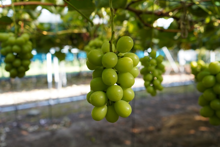 ぶどうの詰め合わせ 約2kg（ピオーネ・シャインマスカット）9月中旬出荷開始予定＜2026年収穫分・数量限定＞【先行予約】