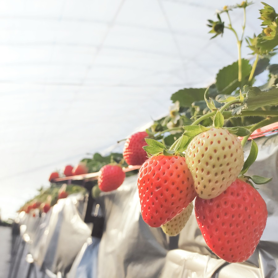 主役はいちご 南部町産いちごジャムの詰め合わせ 3種類各2個ずつ 合計6個 ひろみいちご