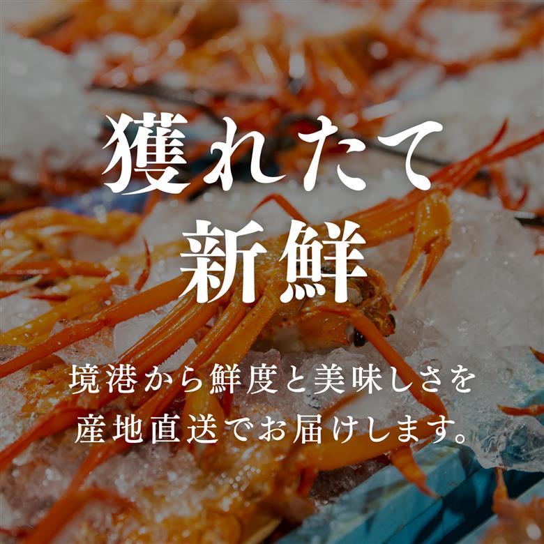 【北海道・沖縄・離島配送不可】蟹屋の釜茹で紅ずわい蟹２杯セット(大) 500～600g×2枚 ベニズワイガニ 紅ずわいがに カニ かに 境港 マルツ ボイルズワイガニ