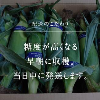 南部町産 朝採れスイートコーン（バイカラー種ドルチェドリーム）5kg箱　2025年収穫分＜数量限定＞