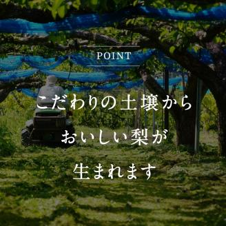 鳥取県南部町産　井田農園の王秋[梨]　（3kg箱）＜11月～出荷開始＞