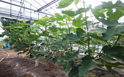 いちじくジャム4個セット