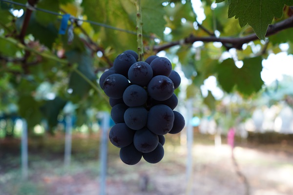 ぶどうの詰め合わせ 約2kg（ピオーネ・シャインマスカット）9月中旬出荷開始予定＜2026年収穫分・数量限定＞【先行予約】