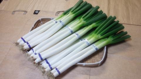 南部町産　白ねぎ（根付き）＜12月出荷開始予定＞