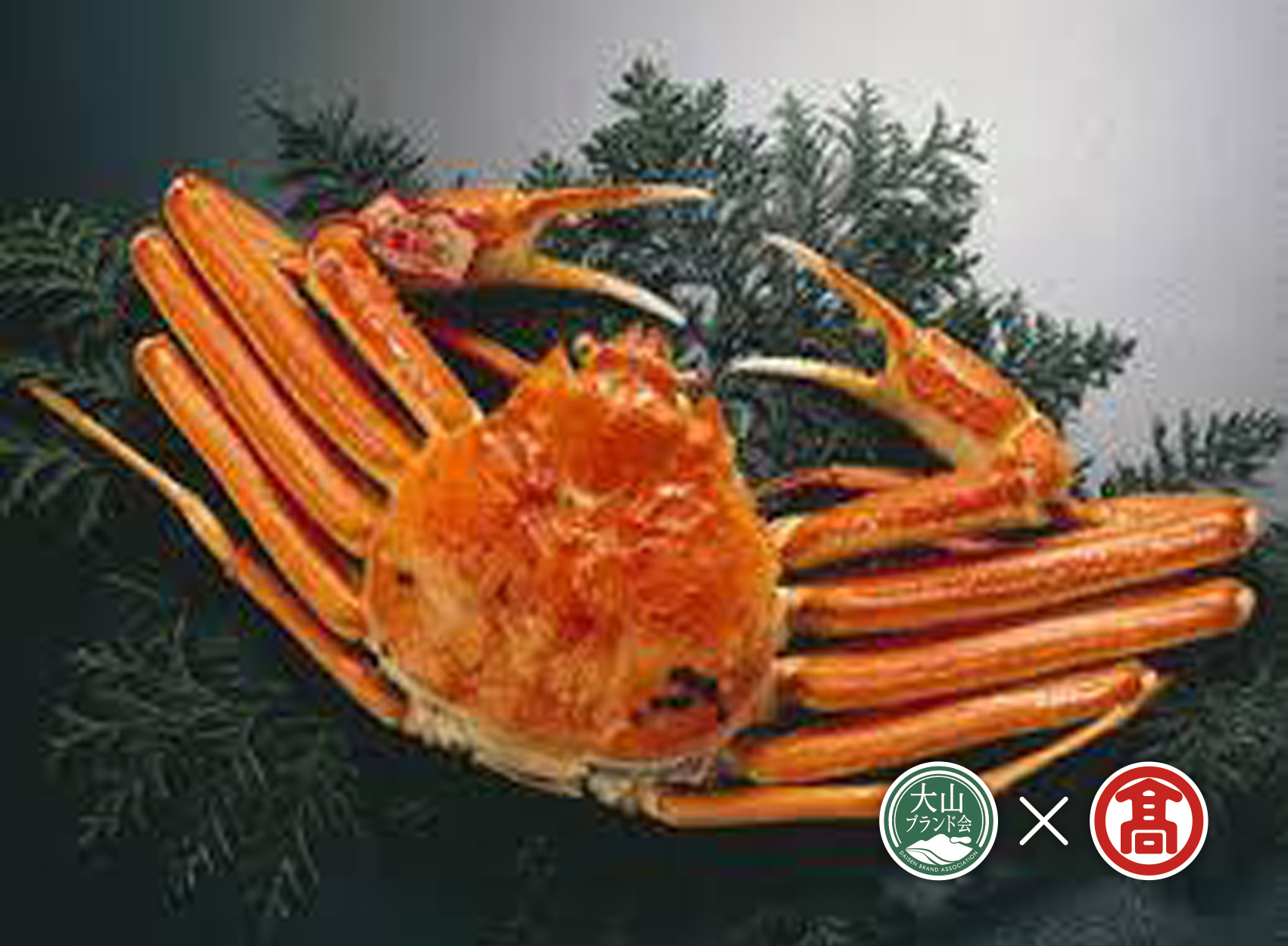 AT7＜お魚センターみくりや＞松葉がに（ボイル）（大山ブランド会） 約800g×2枚