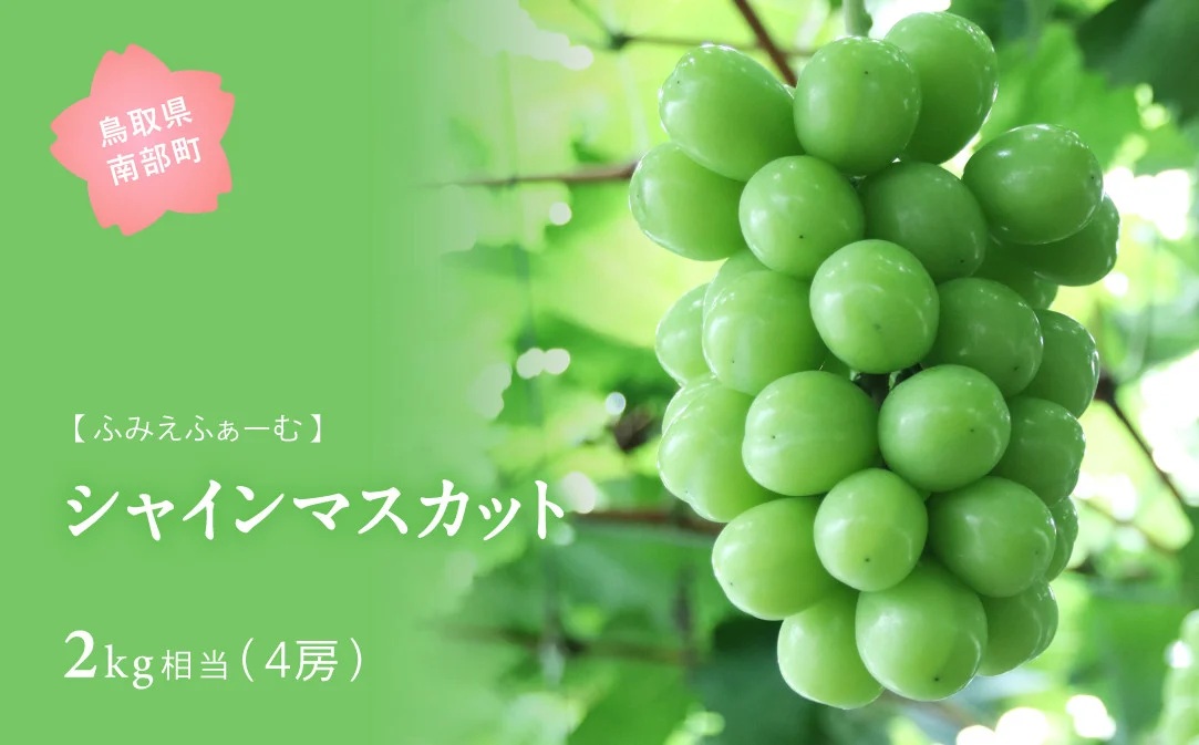 シャインマスカット 約2kg　9月中旬出荷開始予定＜2026年収穫分・数量限定＞【先行予約】