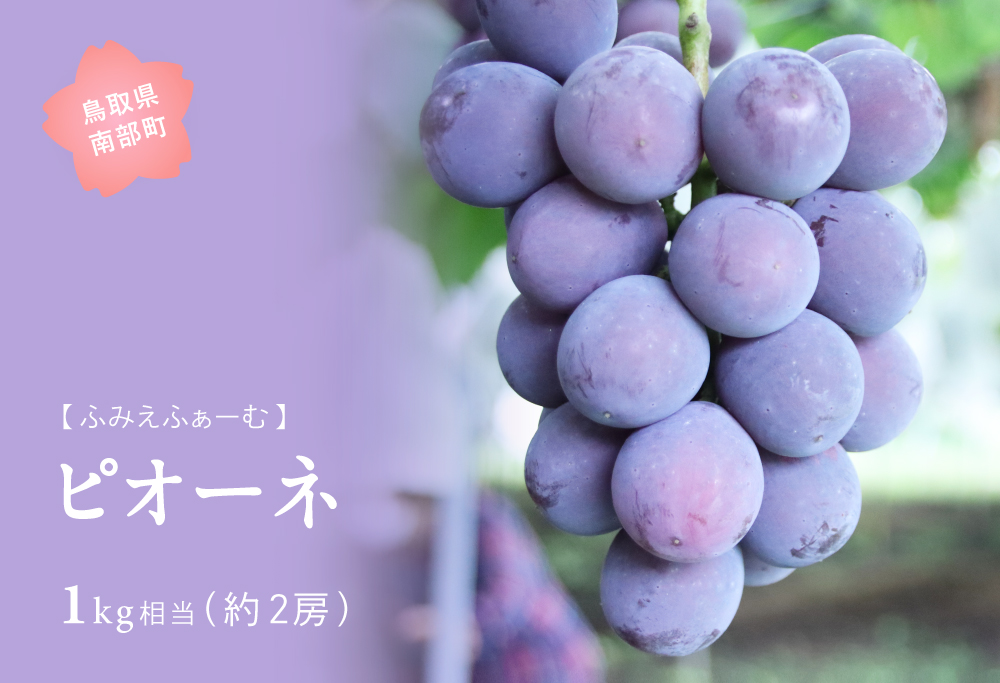 ピオーネ 約1kg　9月出荷予定＜2026年収穫分・数量限定＞【先行予約】