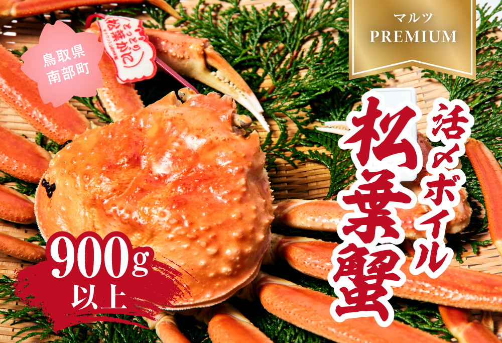 【北海道・沖縄・離島配送不可】【マルツPREMIUM】タグ付き 活〆ボイル松葉蟹 900g以上 松葉ガニ 松葉がに 蟹 カニ かに 境港 マルツ