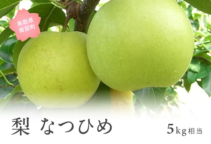 なつひめ [梨]（5kg箱）2026年8月中旬出荷予定＜数量限定＞【先行予約】