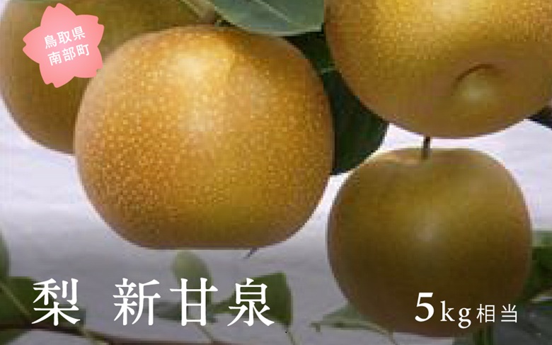 新甘泉［梨］（5kg箱）2026年8月下旬～9月上旬出荷予定＜数量限定＞【先行予約】