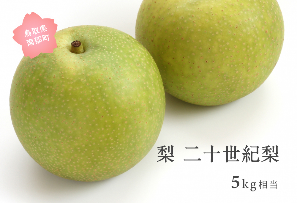 二十世紀梨（5kg箱）2026年8月下旬～9月上旬出荷予定＜数量限定＞【先行予約】