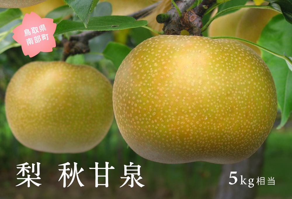 秋甘泉［梨］（5kg箱）2026年9月出荷予定＜数量限定＞【先行予約】
