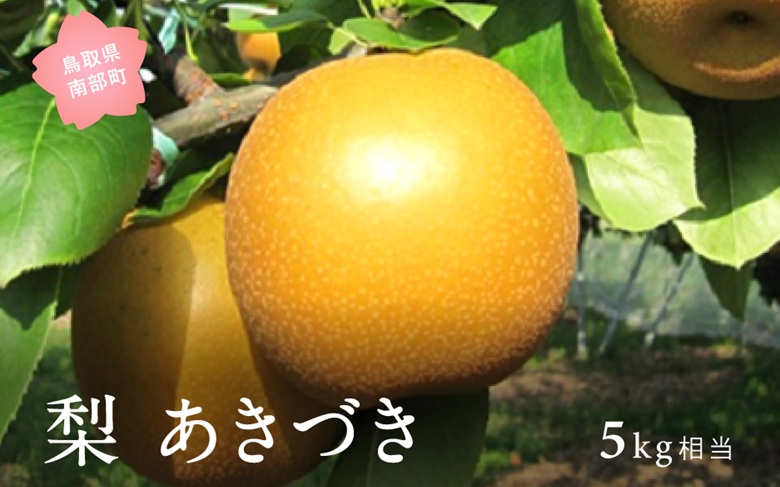 あきづき［梨］（5kg箱）2026年9月出荷予定＜数量限定＞【先行予約】