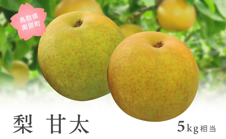 甘太［梨］（5kg箱）2026年9月下旬出荷予定＜数量限定＞【先行予約】