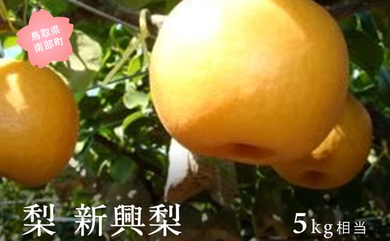新興梨（5kg箱）2026年10月出荷予定＜数量限定＞【先行予約】