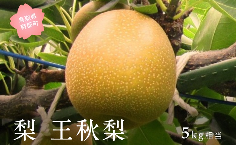 王秋梨（5kg箱） 2026年10月下旬出荷予定＜数量限定＞【先行予約】