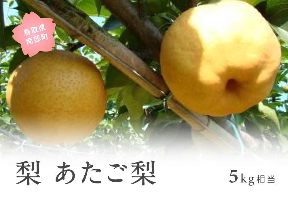 あたご梨（5kg箱） 2026年11月出荷予定 ＜数量限定＞【先行予約】